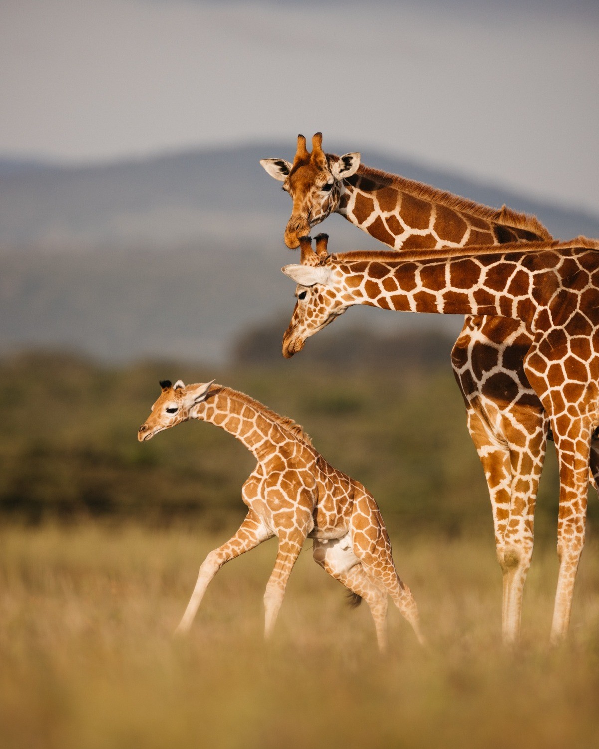 Two adult and one baby giraffe in Kenya