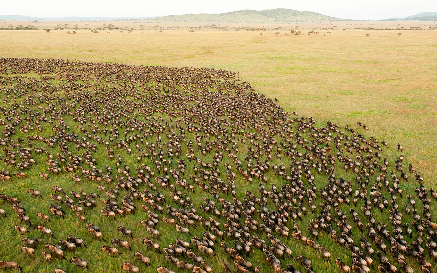 ROAR AFRICA Luxury Destination Kenya Migration