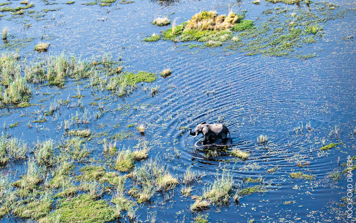 African biodiversity