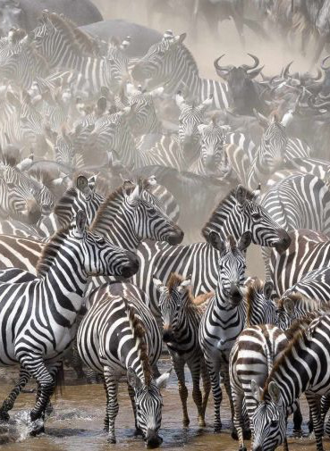 ROAR AFRICA Luxury Destinations Kenya Zebra