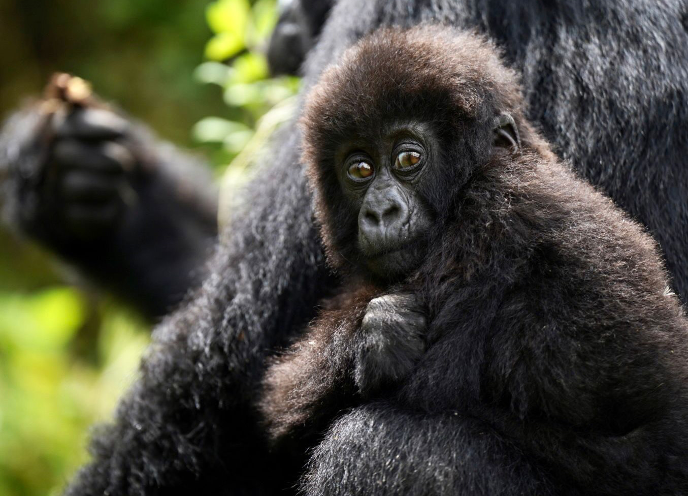 Rwanda Gorilla Trekking Stephen Bell