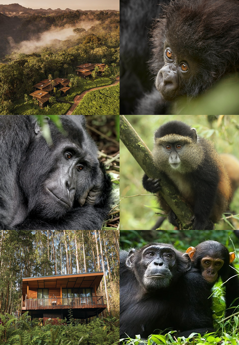 Gorillas and chimpanzees in Rwanda