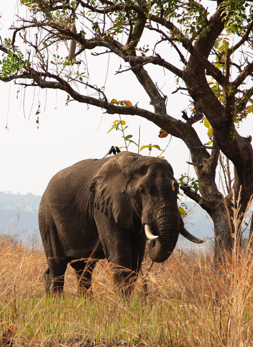 Elephant Walking through Grassy Field in Uganda - ROAR AFRICA