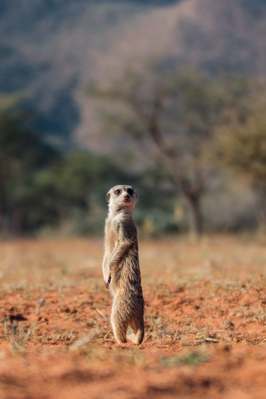 Meerkat in the veld