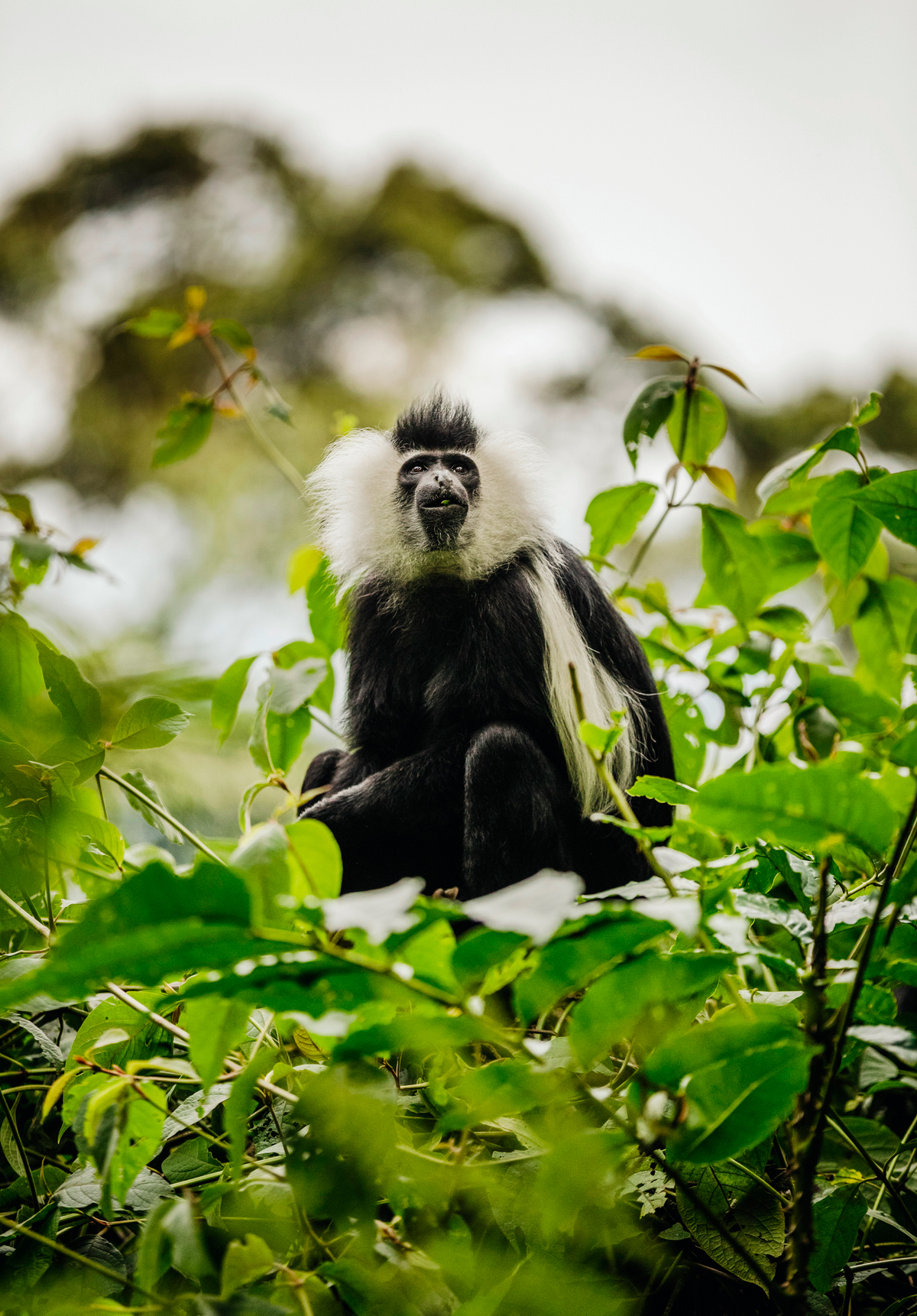 Colobus Sitting in Field on Rwanda Luxury Safari - ROAR AFRICA