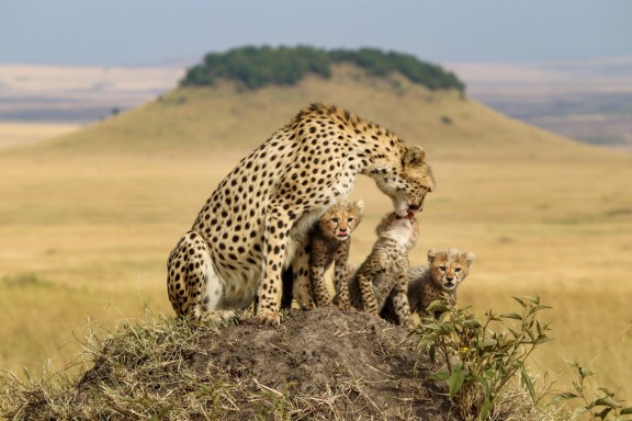 RA Angama Mara Wildlife Cheetah with cubs Mara Triangle Kenya