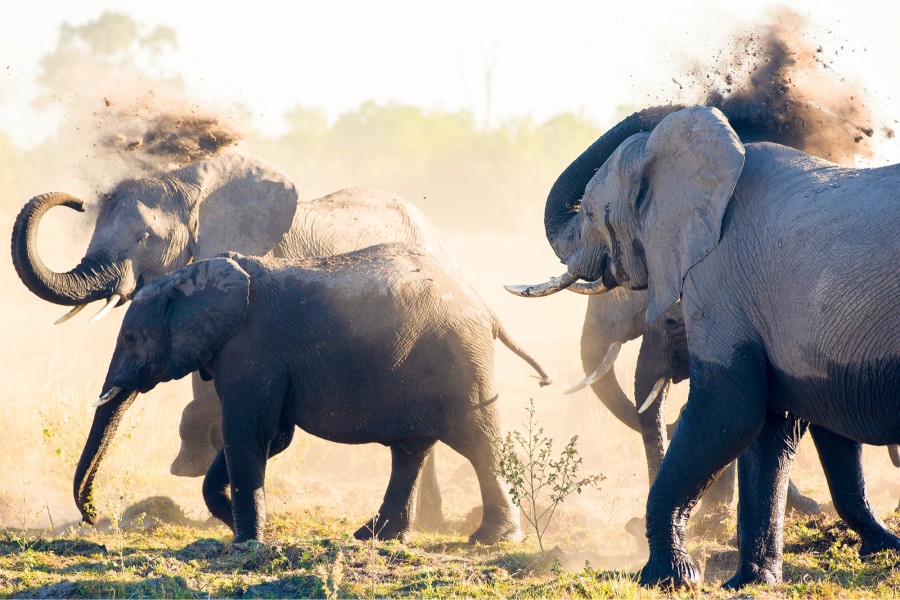 Elephants Dust Bath