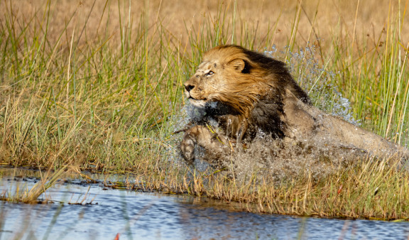 Vumburu Wildlife Lion Charging In Water Botswana