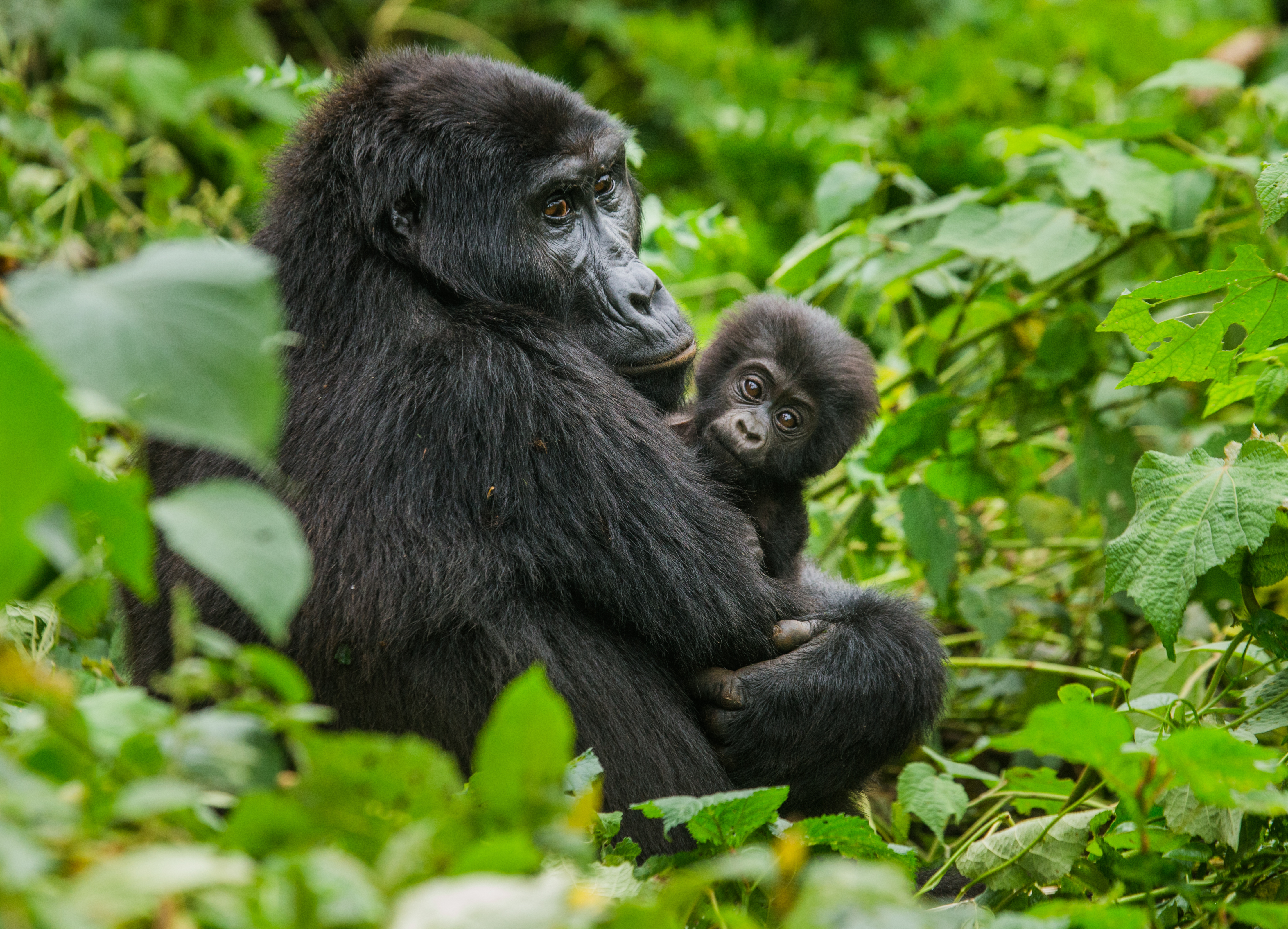 Mountain Gorillas Shutterstock