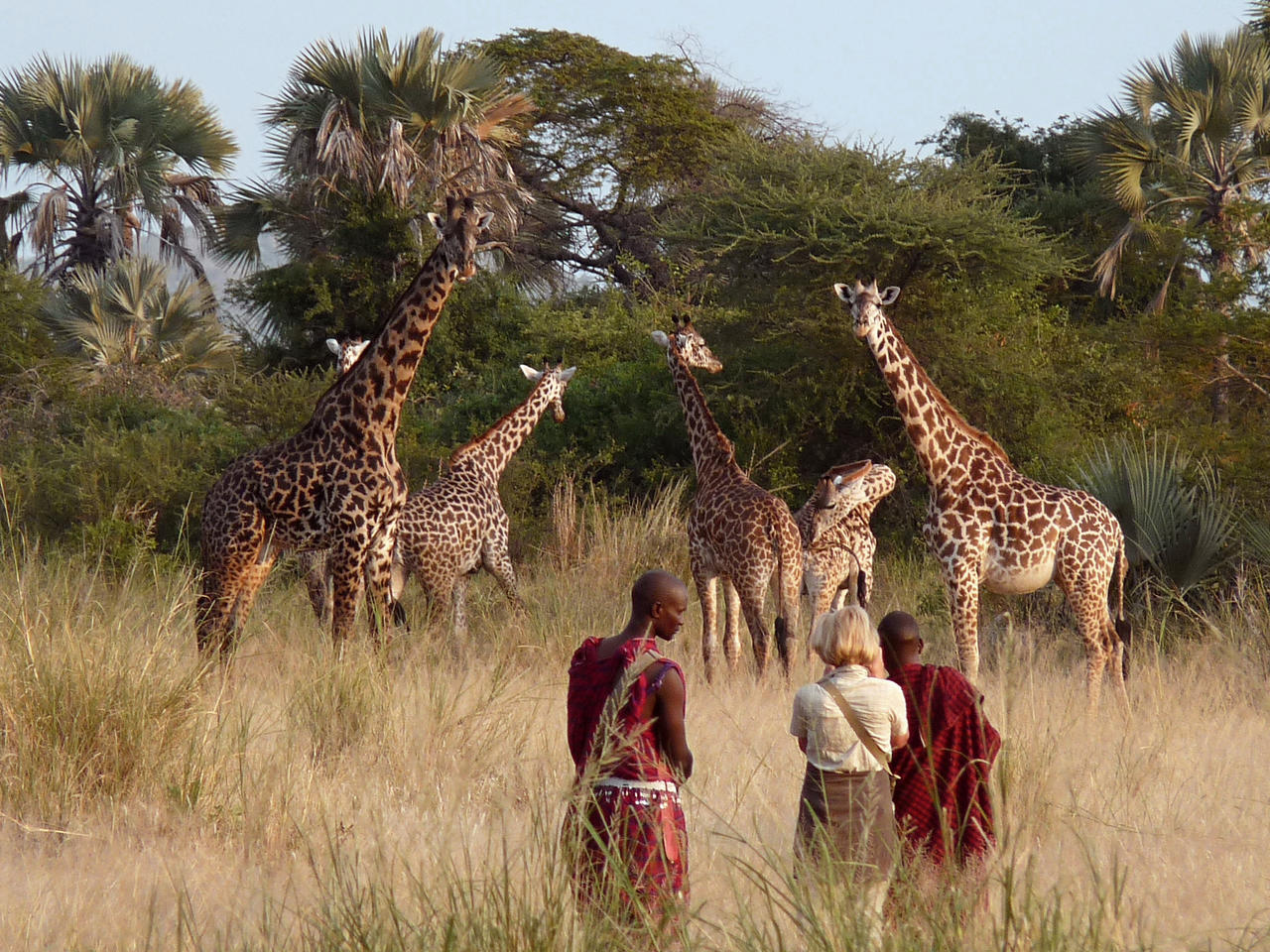 Giraffes on a walking safari at Little Chem Chem in Tarangire National Park, Tanzania