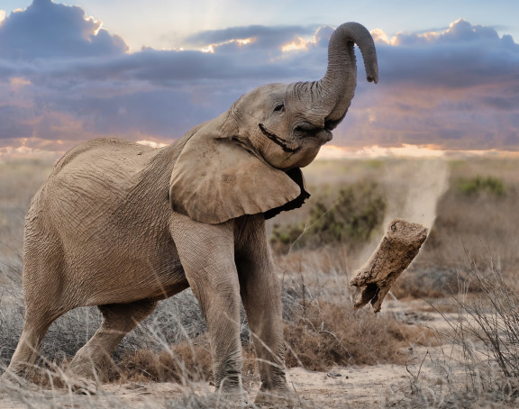 Wildlife Hoanib Elephant Playing with log Namibia 