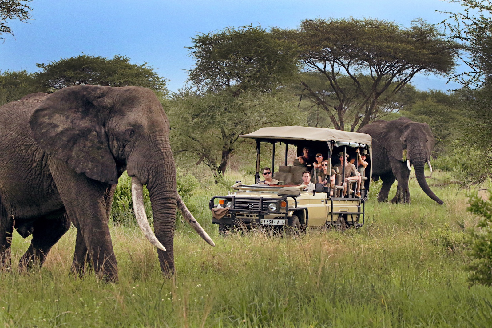 Elephants on a game drive in Tarangire National Park