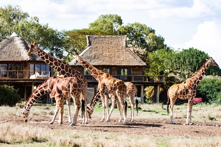 Giraffes Outside the Segera House: Luxury African Villas in Kenya
