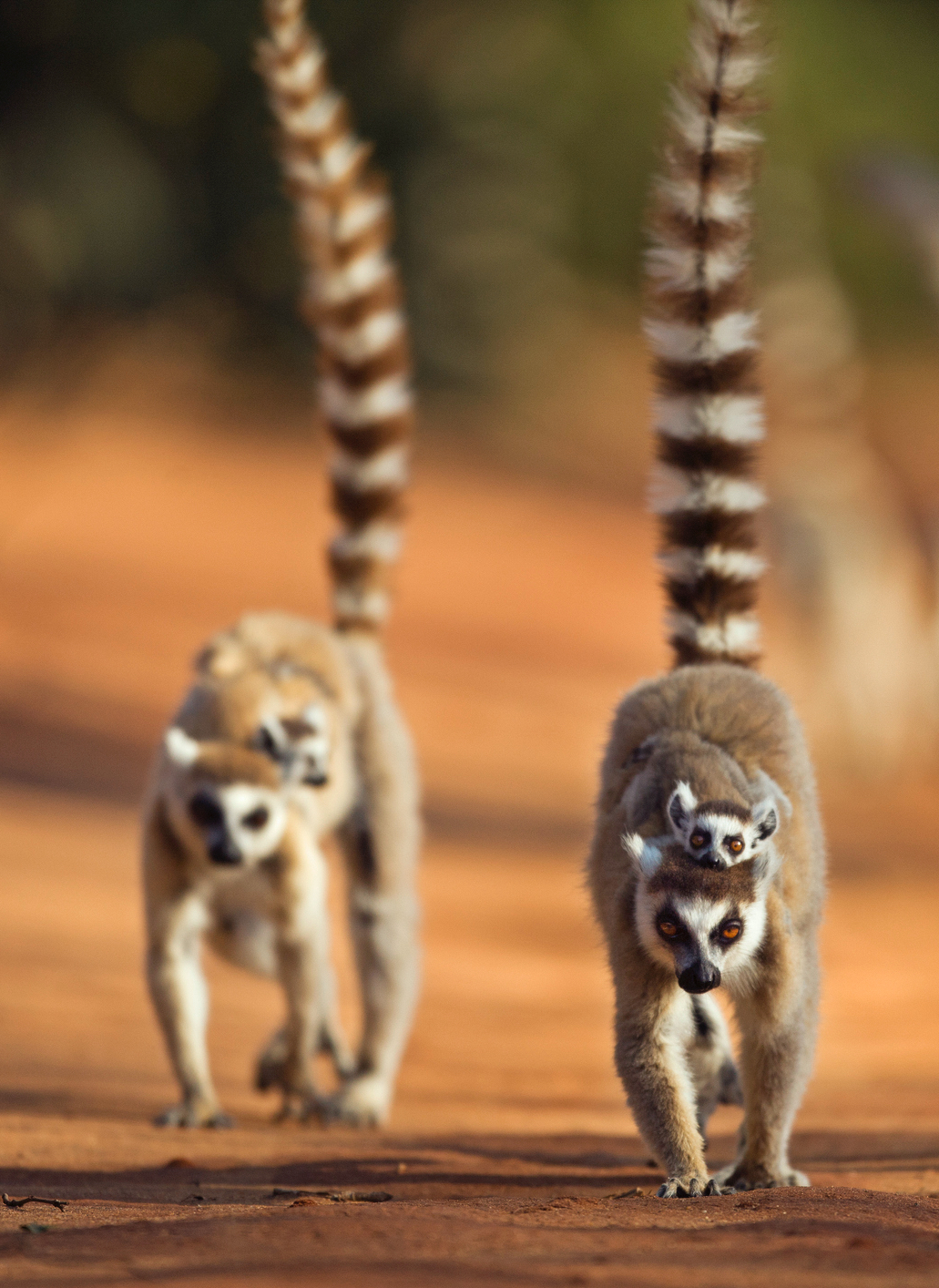 Madagascar Lemurs