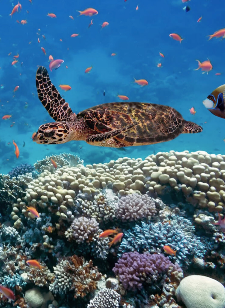 Sea Turtle and Fish Swimming Along Coral in Oceans of Mozambique