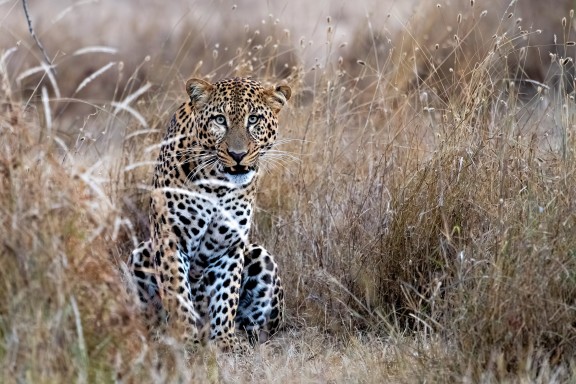 Leopard in long grass_Solio_Kenya_Rockford Draper