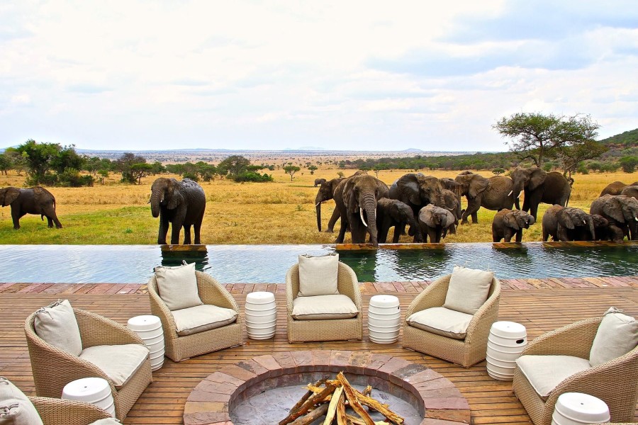 View of Elephants From Pool Patio Overlooking Game Reserve - Serengeti House - Luxury African Villa in Tanzania