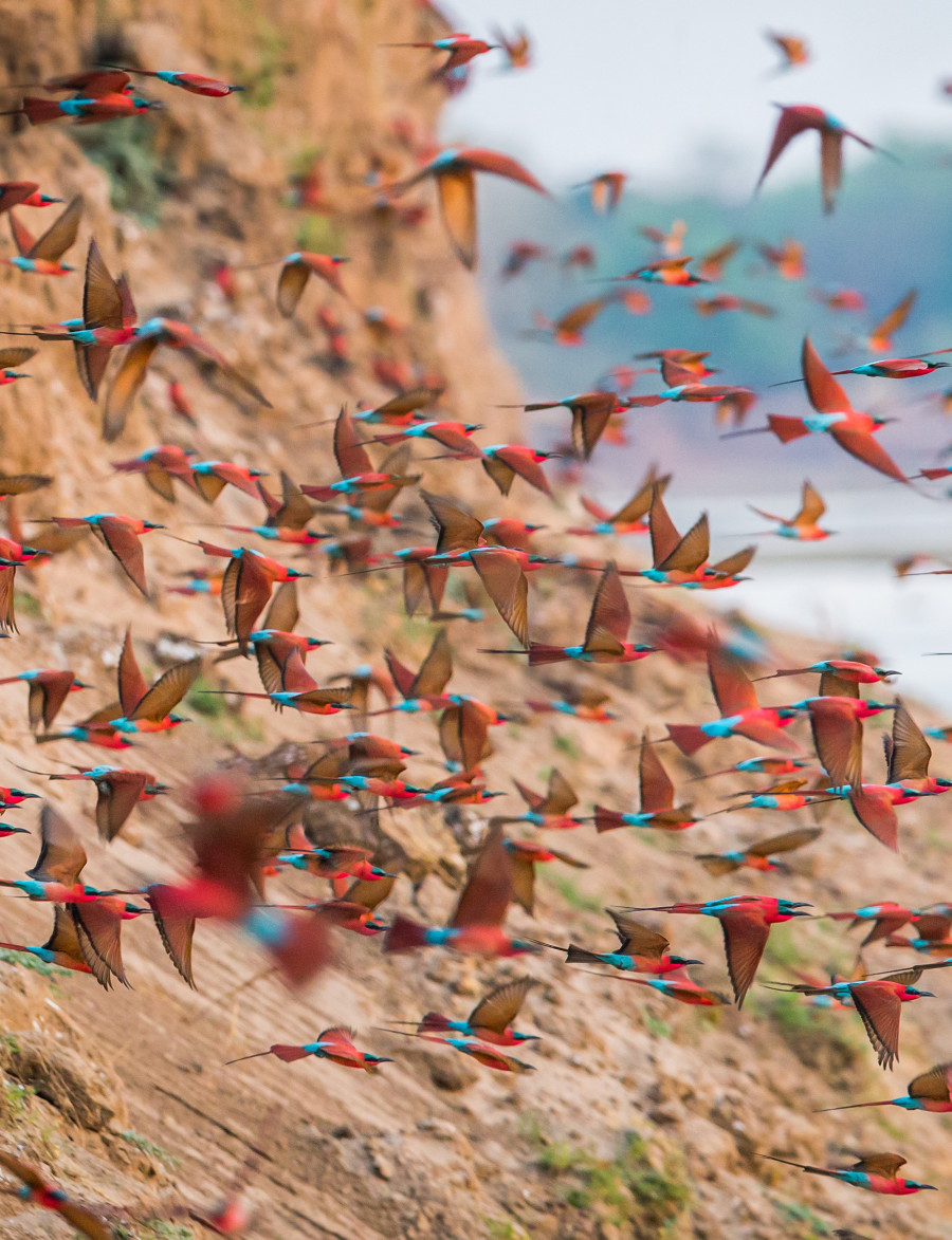 Red Orange and Blue South African Birds Flying in Flock over Mountain