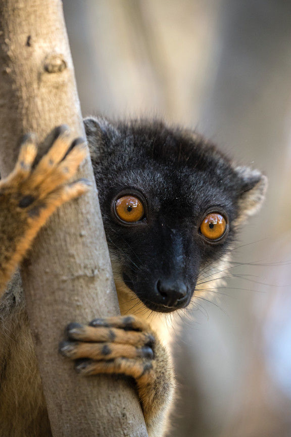 OAR AFRICA Luxury Destination Madagascar Lemur Encounters