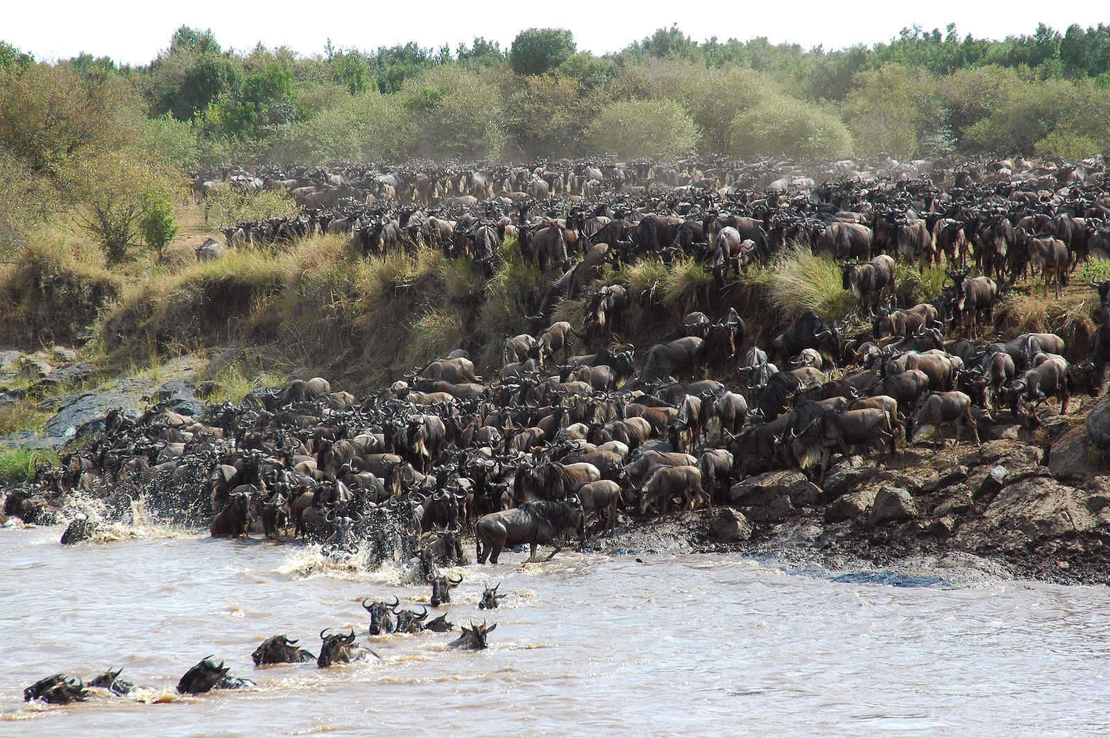 The Great Migration