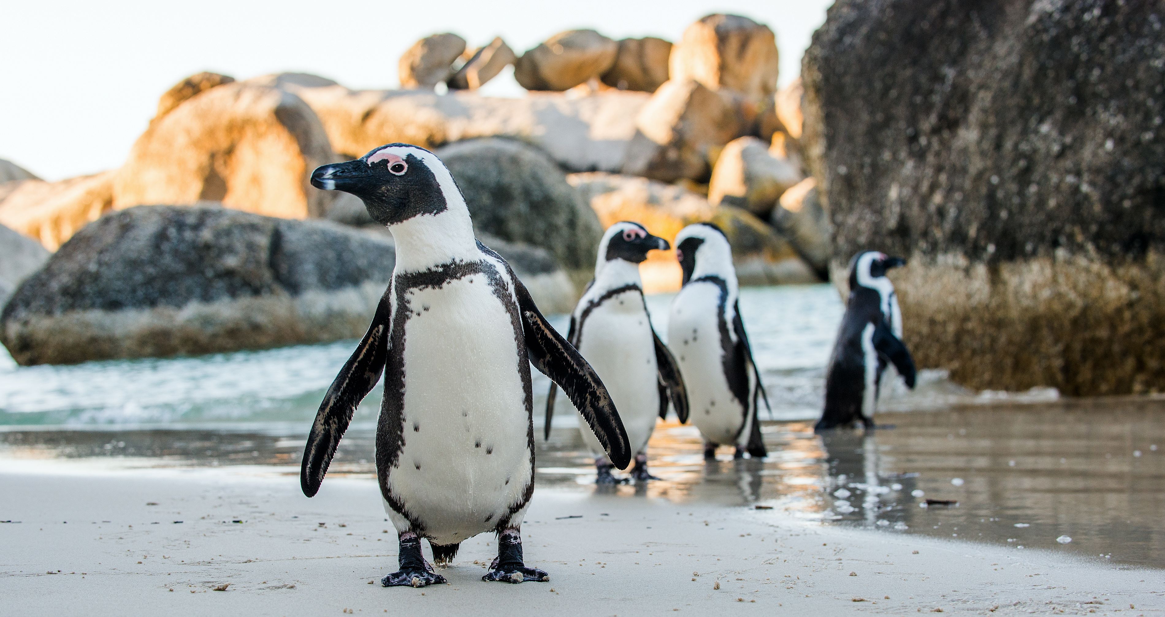 Penguins at Boulders Beach, South Africa