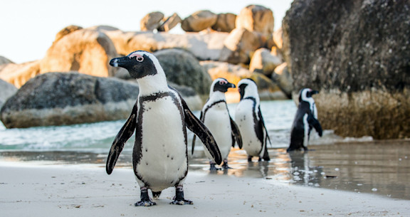 Penguins at Boulders Beach, South Africa