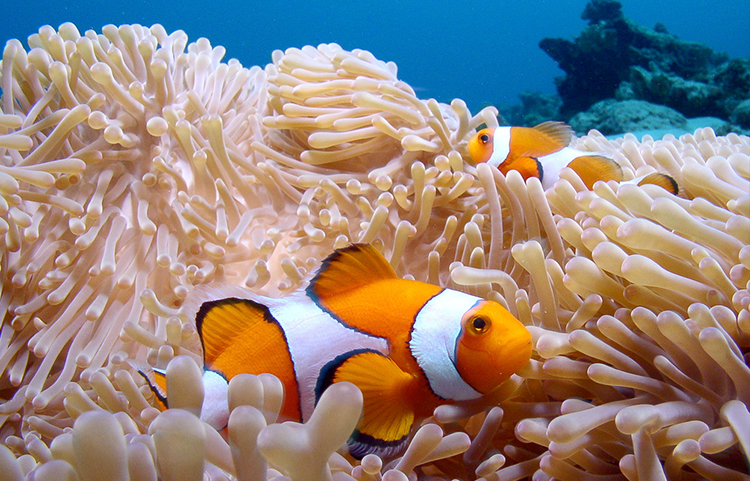 ROAR AFRICA Luxury Destination Mauritius Scuba Diving and Snorkelling