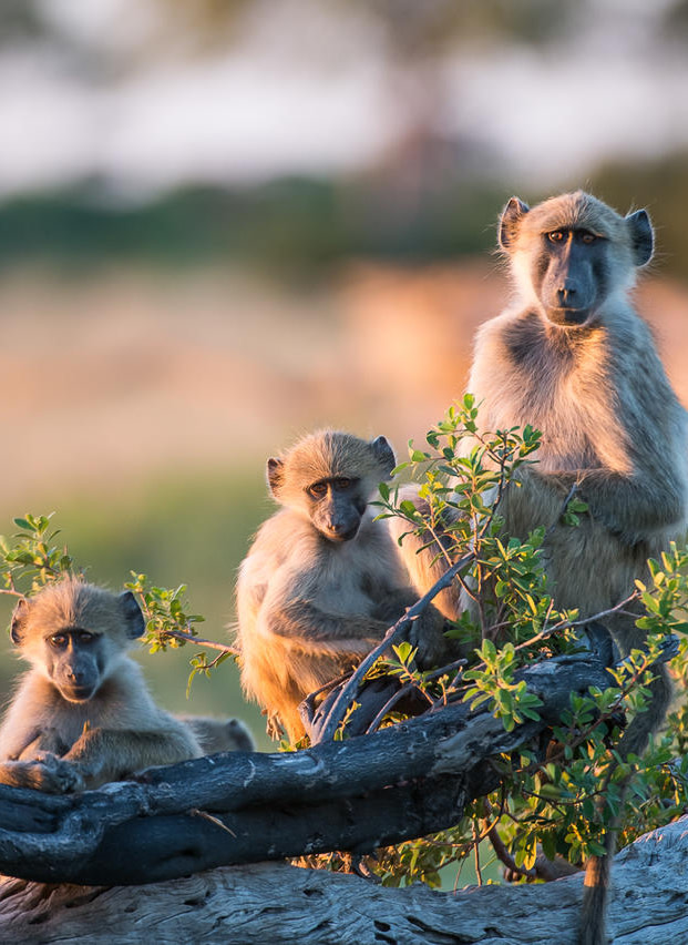 Close-Up of 3 Monkeys in Tree on Safari in Zimbabwe - ROAR AFRICA