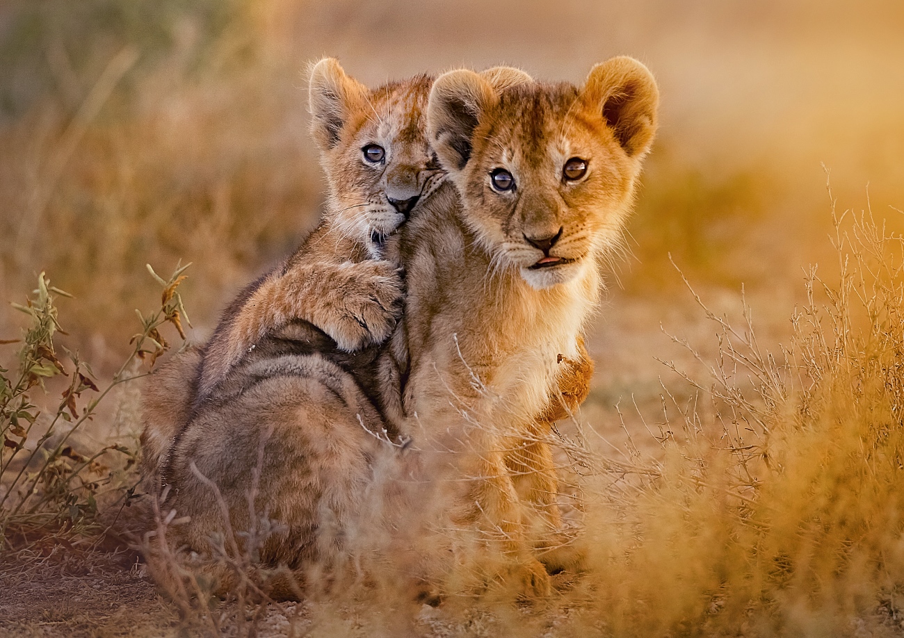Lion Cubs