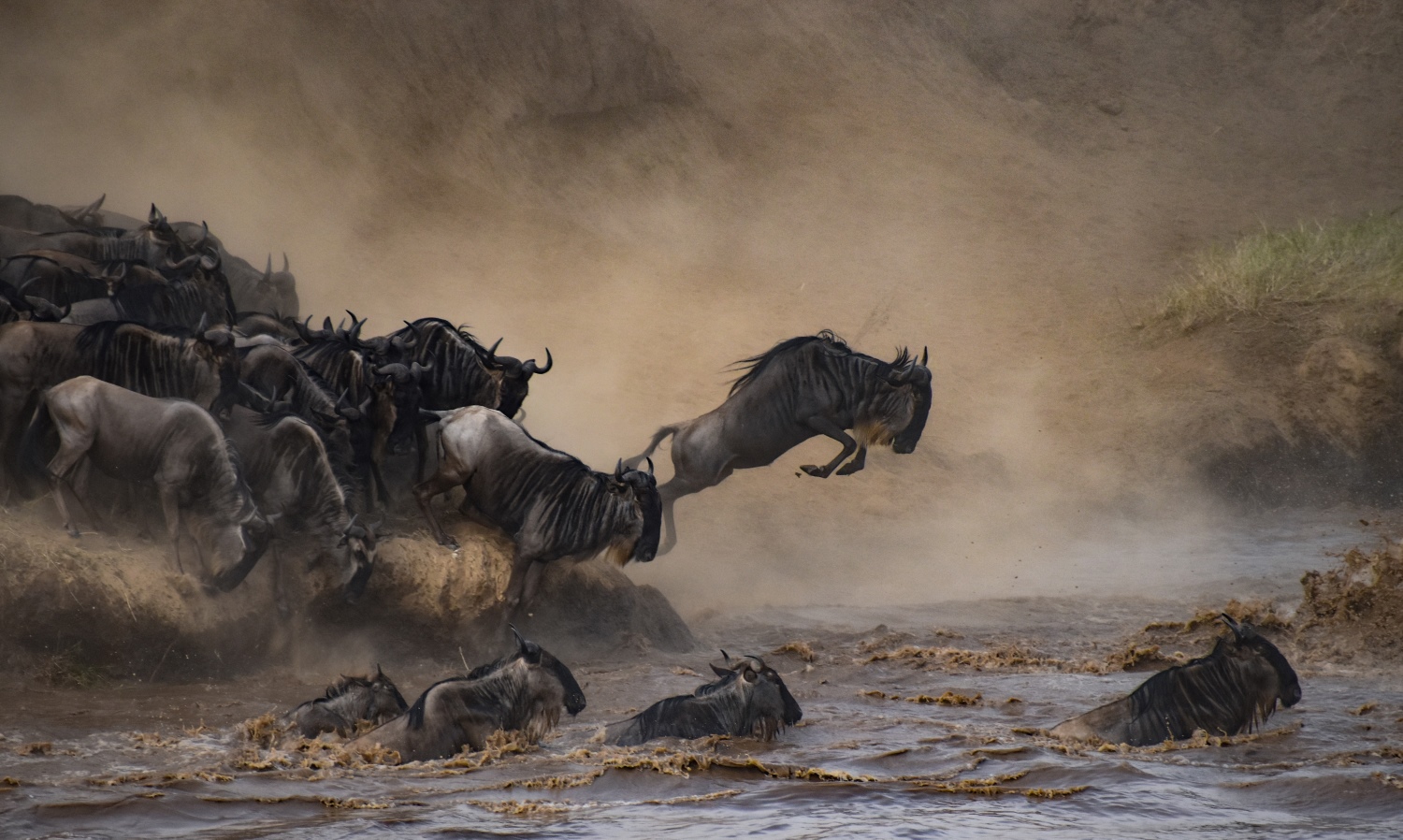 Great Migration Wildebeest 