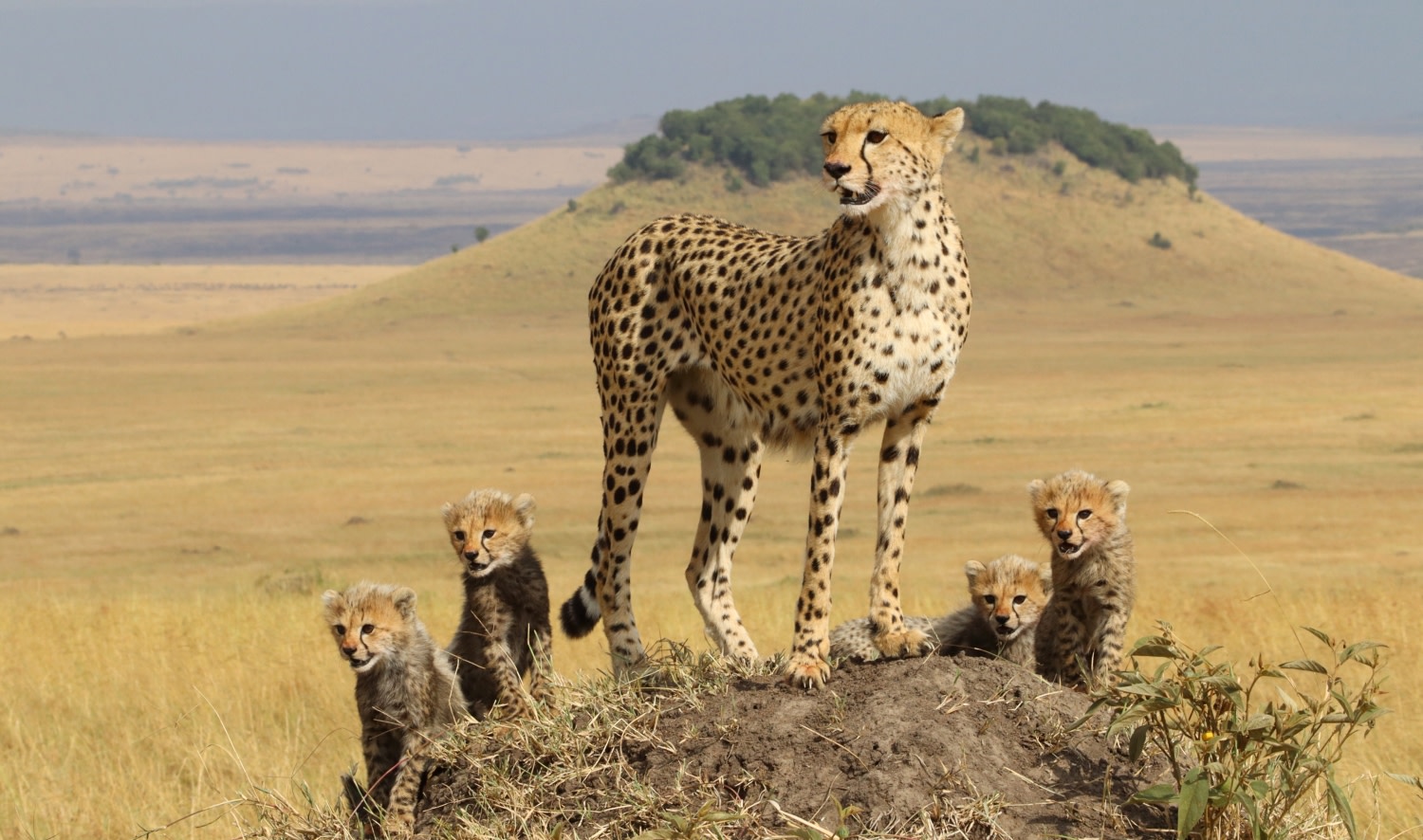 RA Angama Mara Wildlife Cheetah with cubs Mara Triangle Kenya RayMayron