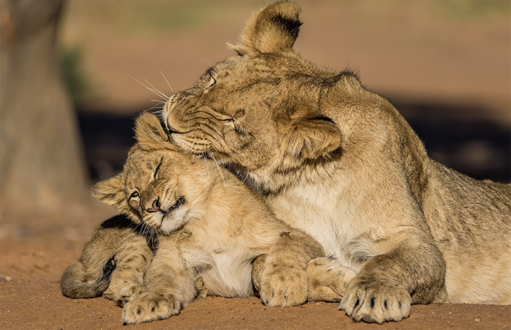 Lioness and cub