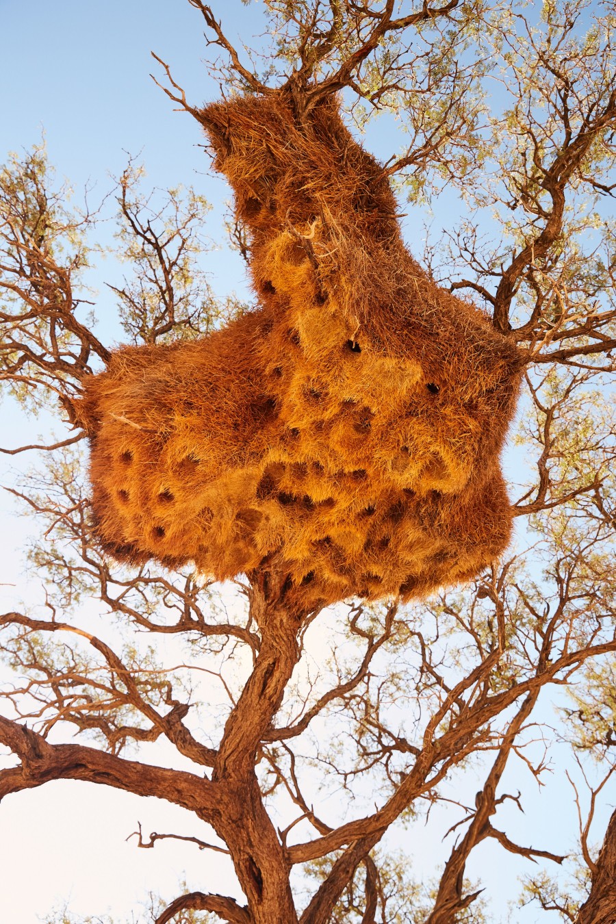 Yellow Nests in Trees - ROAR AFRICA