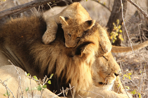 Lion cub playing with dad