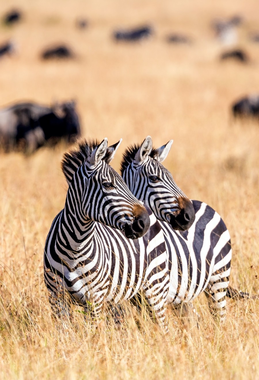 Two Zebras Standing in Grassy Field on Game Safari in Botswana - ROAR AFRICA