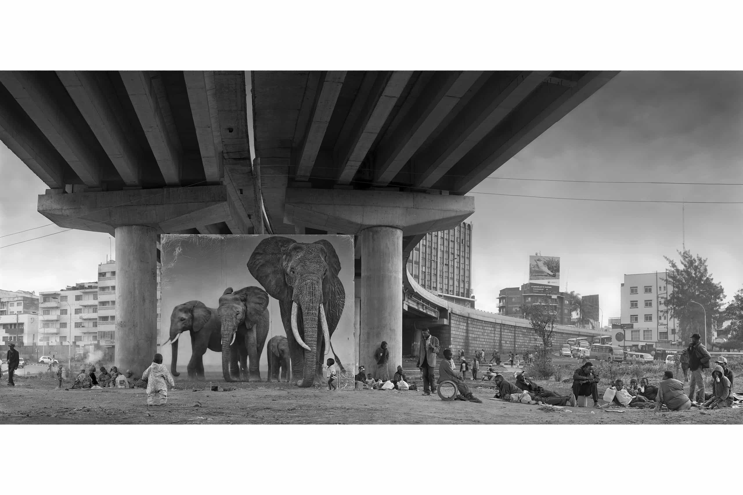 UNDERPASS-WITH-ELEPHANTS-roar-1-1