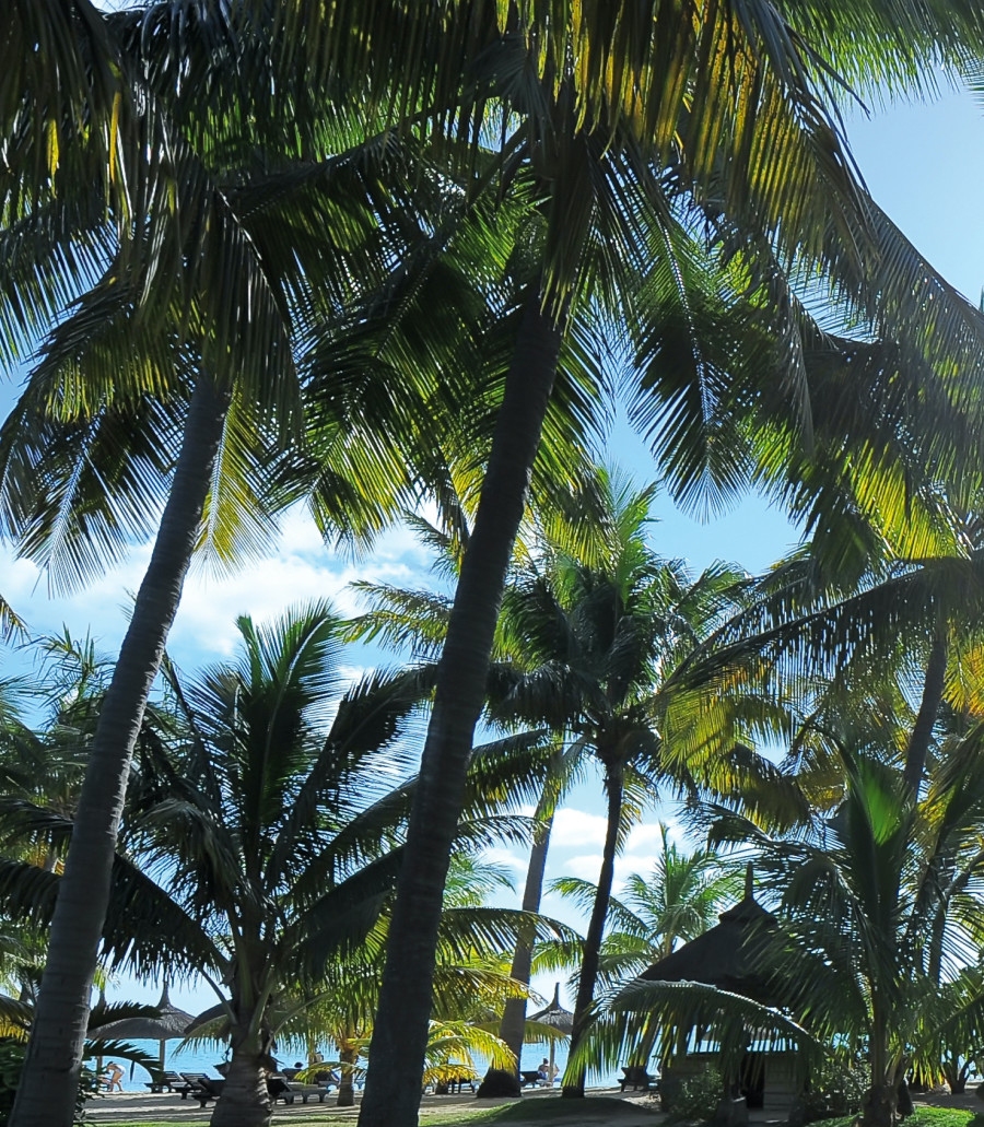 Trees in Mauritius on Luxury Safari with ROAR AFRICA