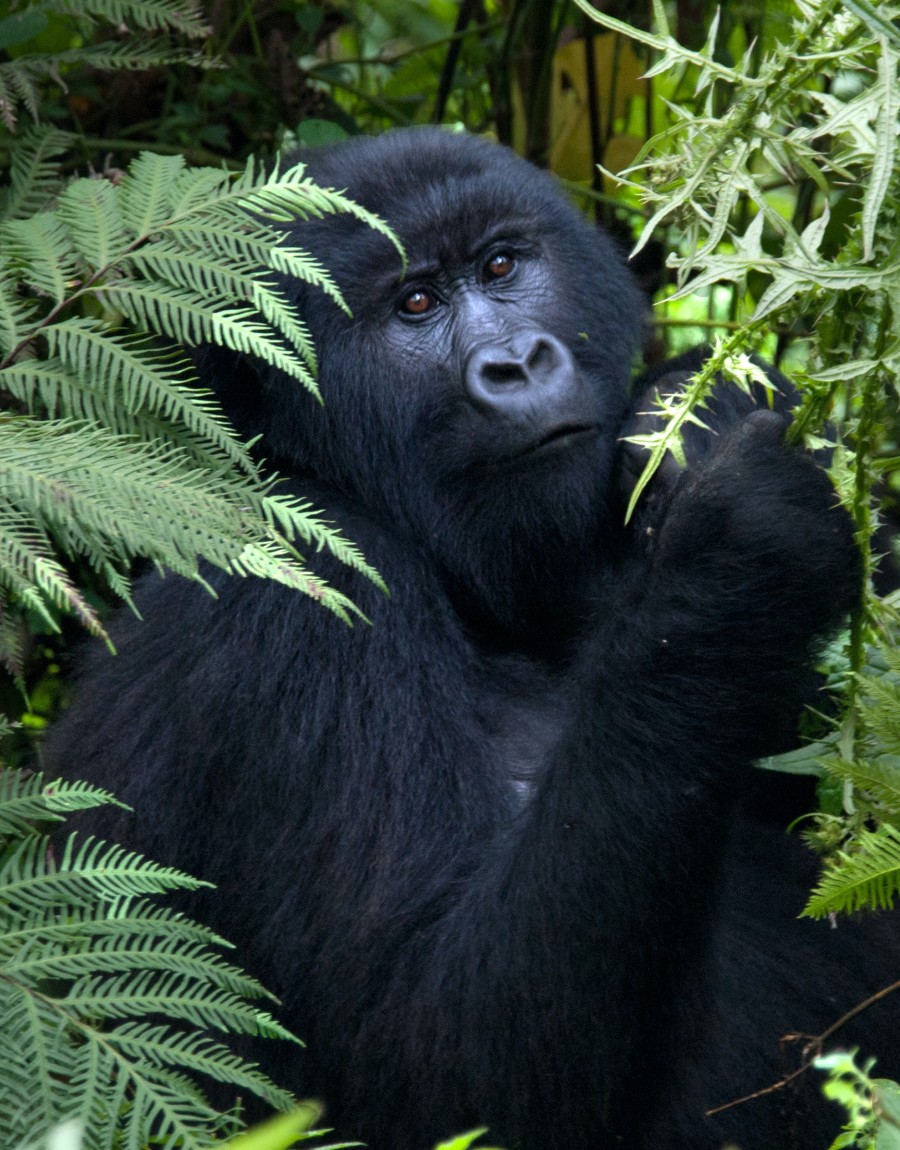 Gorilla in Uganda