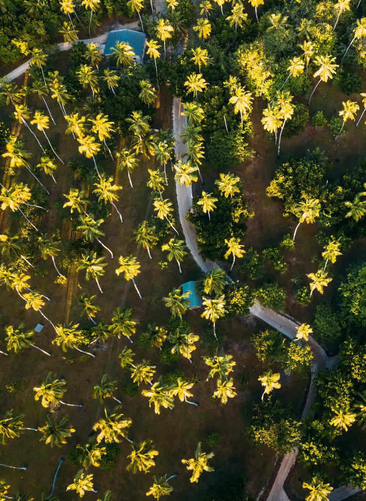 Seychelles Forest from Bird's Eye View - ROAR AFRICA