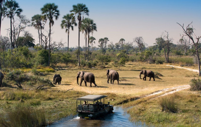Elephants in Chobe