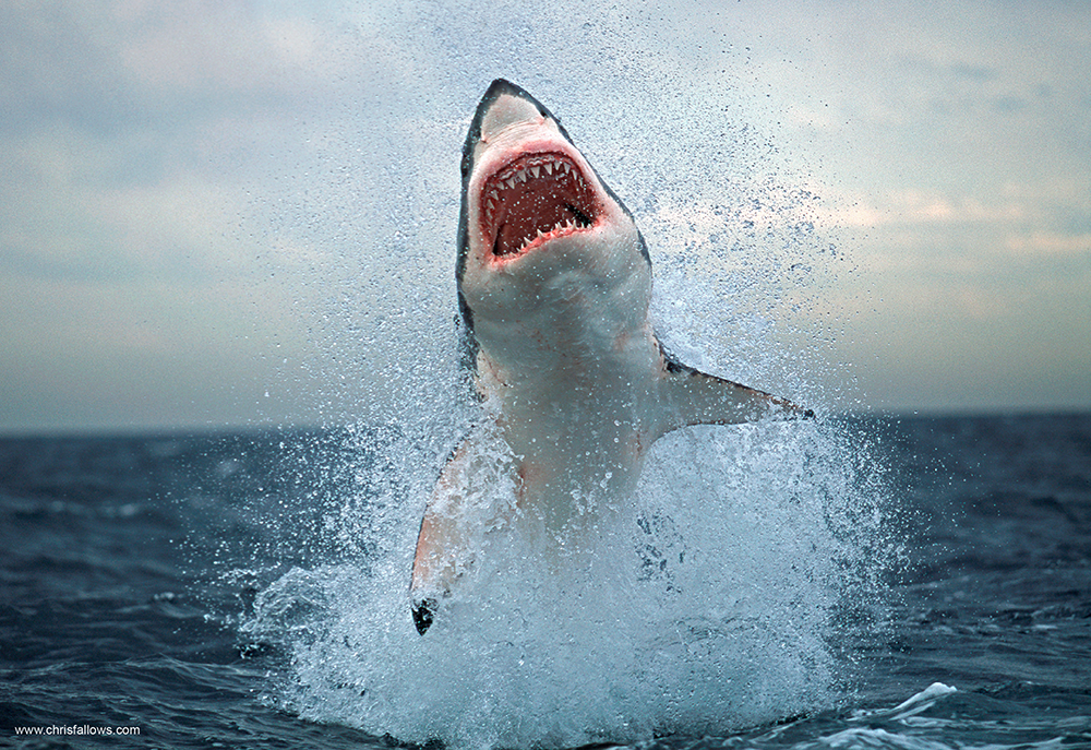 The last great white sharks