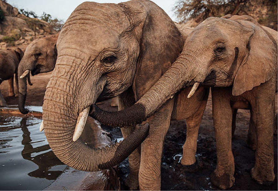 Rescuing and rewilding elephants