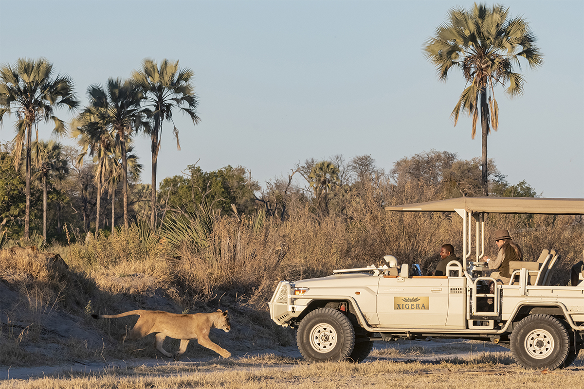 ROAR AFRICA Luxury Destination Botswana Game Drives 