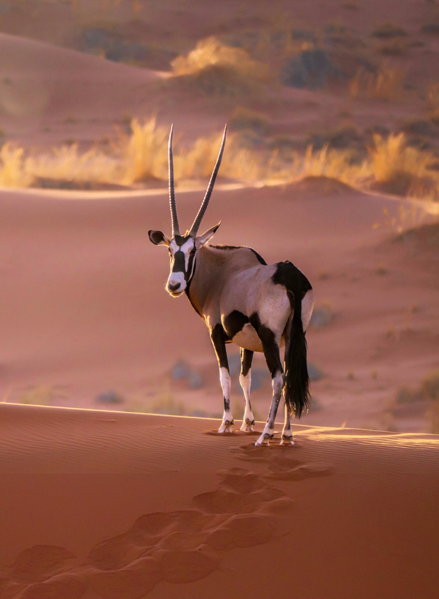 Elk in Desert on Game Viewing Drive in Namibia - ROAR AFRICA