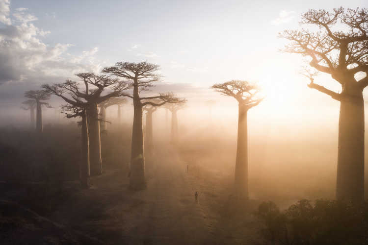 ROAR Luxury Destinations Madagascar10 Sunrise at the Avenue de Baobabs Madagascar
