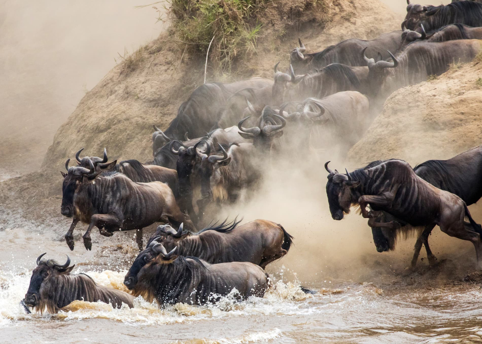 Wildebeest crossing river in Kenya