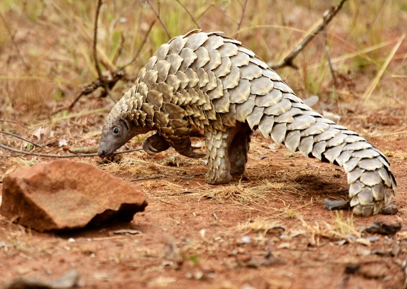 Saving the earth’s great gardeners