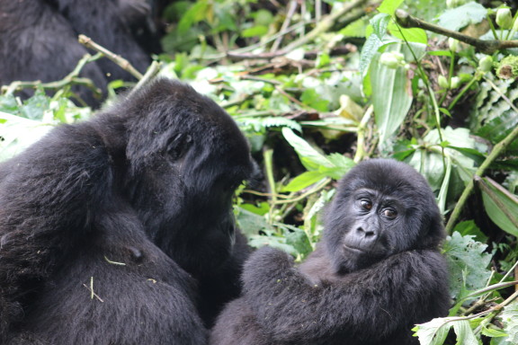 gorilla-family-image