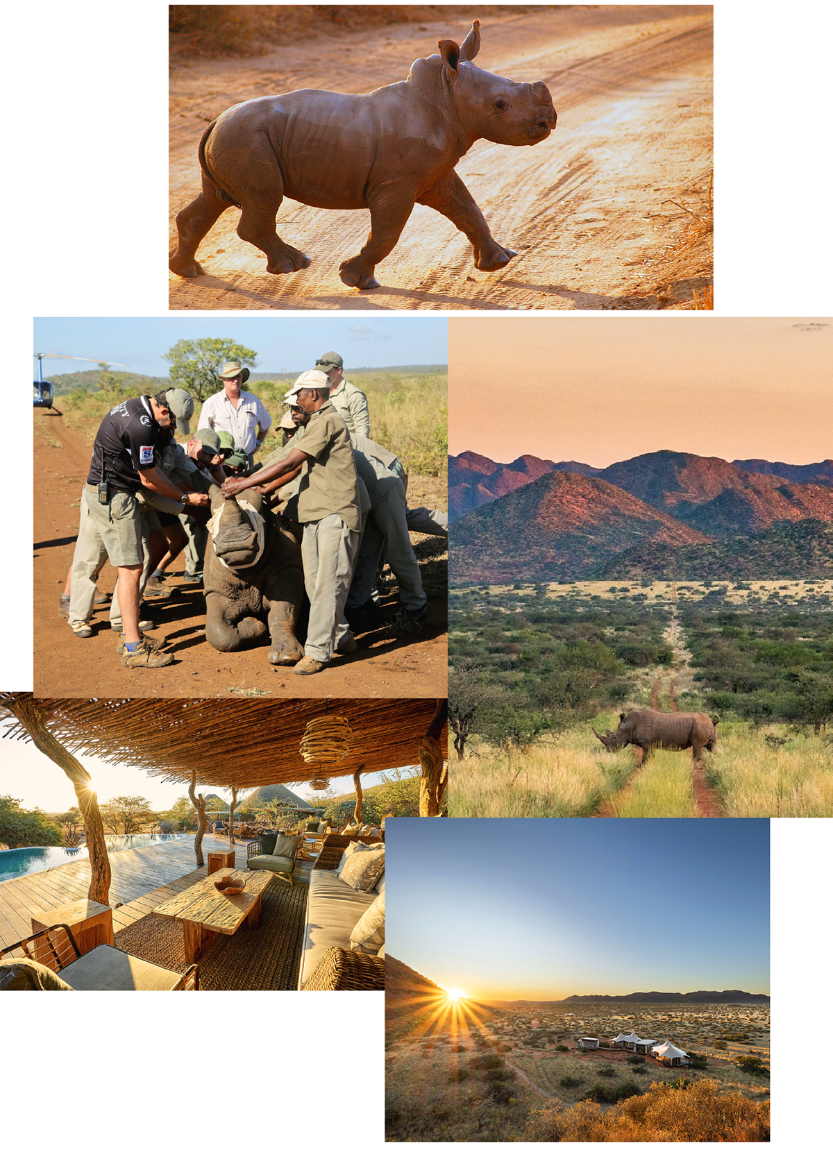 Rhino collage 2