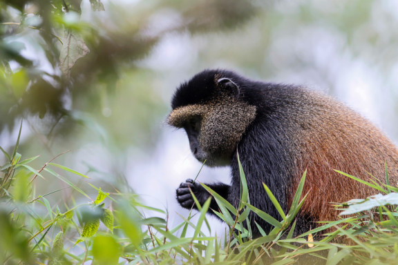 ROAR AFRICA Luxury Destination Rwanda Golden Monkey Trekking